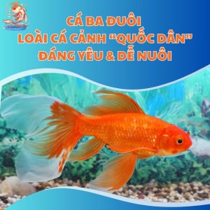 Cá Ba Đuôi - Loài Cá Cảnh “Quốc Dân” Đáng Yêu & Dễ Nuôi