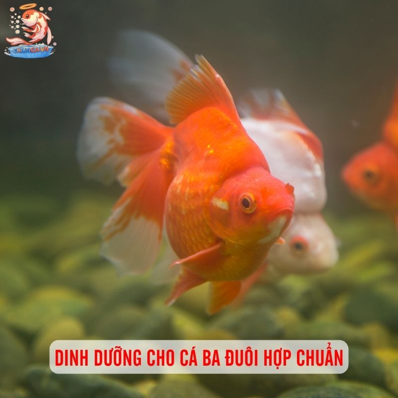 Cá Ba Đuôi - Loài Cá Cảnh “Quốc Dân” Đáng Yêu & Dễ Nuôi 2 Dinh dưỡng cho cá ba đuôi hợp chuẩn