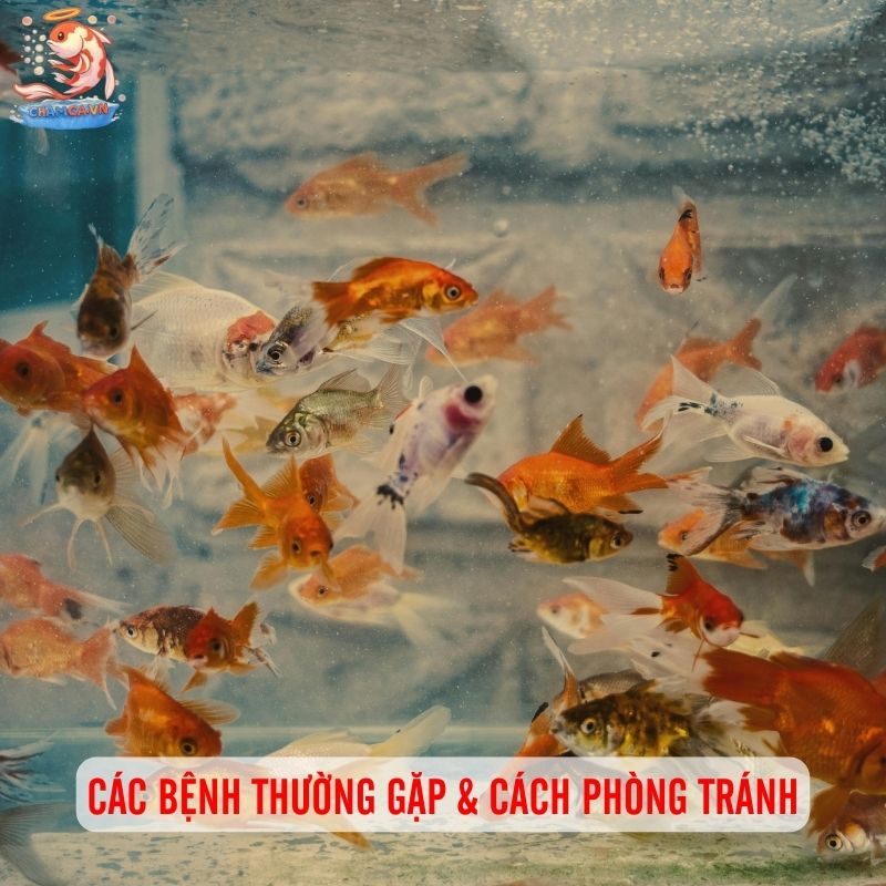 Cá Ba Đuôi - Loài Cá Cảnh “Quốc Dân” Đáng Yêu & Dễ Nuôi 3 Các bệnh thường gặp & cách phòng tránh