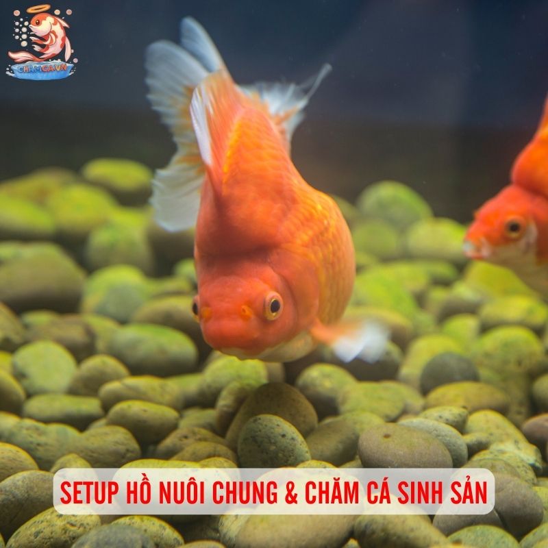 Cá Ba Đuôi - Loài Cá Cảnh “Quốc Dân” Đáng Yêu & Dễ Nuôi 4 Setup hồ nuôi chung & chăm cá sinh sản