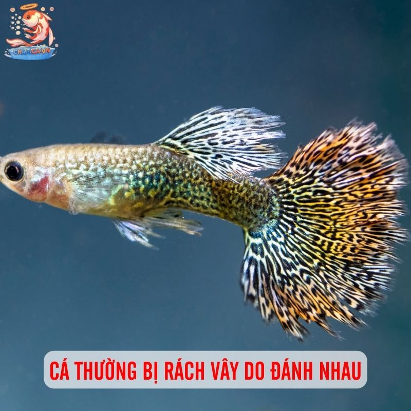 Cá Bảy Màu Bị Rách Vây Nên Xử Lý Thế Nào Chuẩn Nhất? 1 Cá thường bị rách vây do đánh nhau