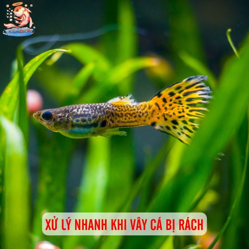 Cá Bảy Màu Bị Rách Vây Nên Xử Lý Thế Nào Chuẩn Nhất? 2 Xử lý nhanh khi vây cá bị ráchXử lý nhanh khi vây cá bị rách
