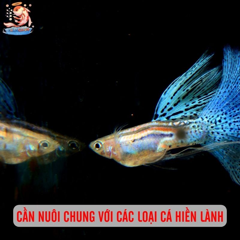 Cá Bảy Màu Bị Rách Vây Nên Xử Lý Thế Nào Chuẩn Nhất? 3 Cần nuôi chung với các loại cá hiền lành
