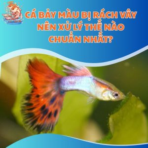 Cá Bảy Màu Bị Rách Vây Nên Xử Lý Thế Nào Chuẩn Nhất?