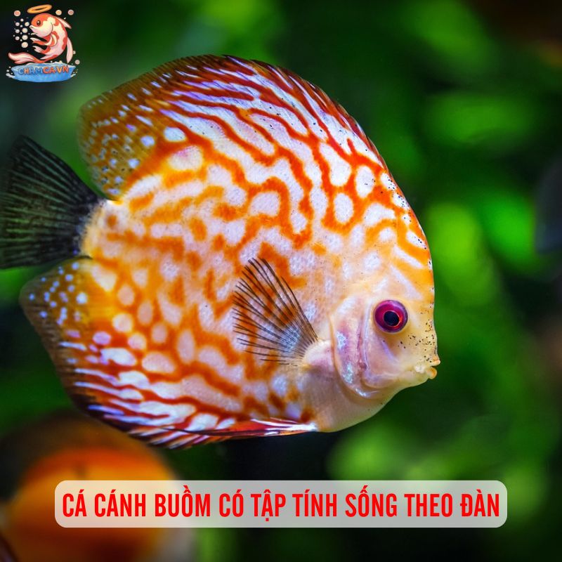 Cá Cánh Buồm Sinh Sản - Kinh Nghiệm Hay Để Ép Sinh Ngay Tại Nhà 1 Cá cánh buồm có tập tính sống theo đàn