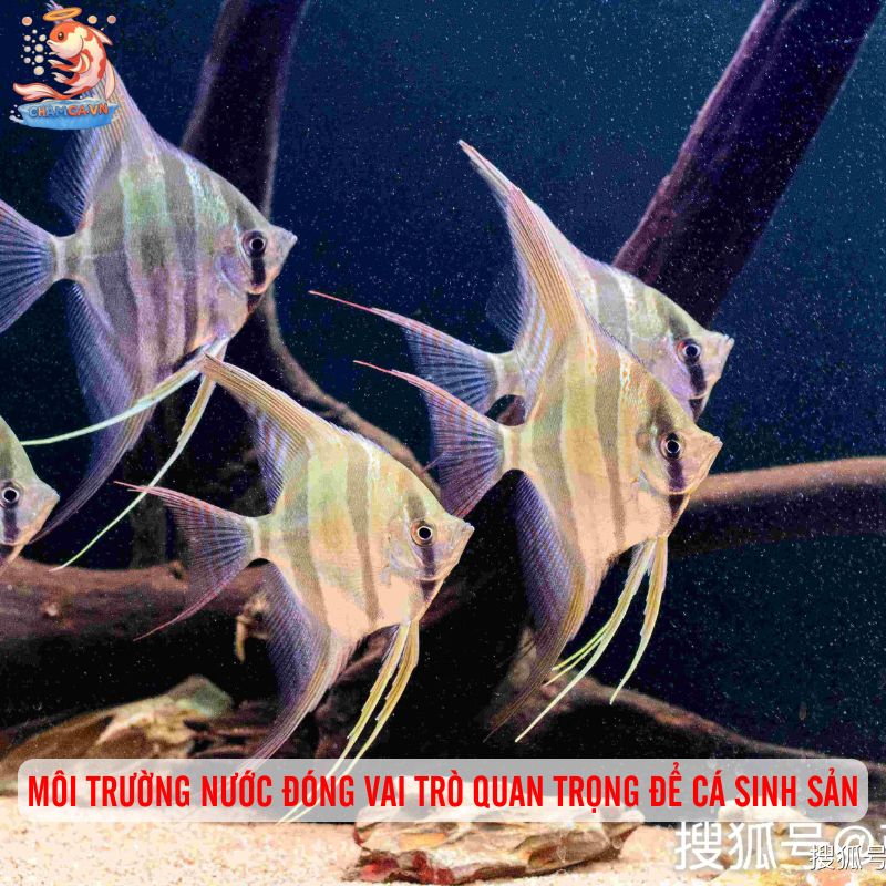 Cá Cánh Buồm Sinh Sản - Kinh Nghiệm Hay Để Ép Sinh Ngay Tại Nhà 2 Môi trường nước đóng vai trò quan trọng để cá sinh sản