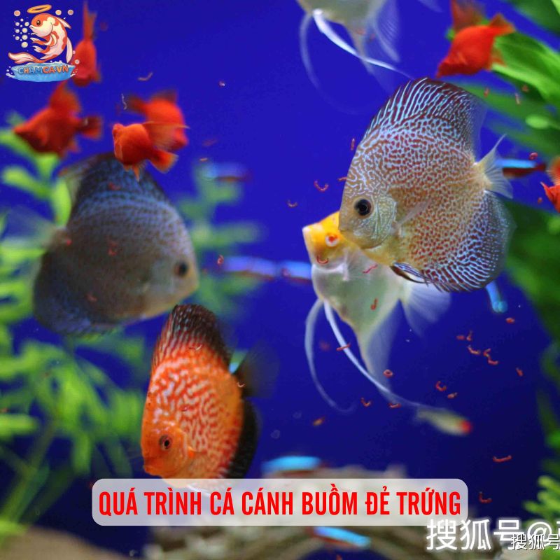 Cá Cánh Buồm Sinh Sản - Kinh Nghiệm Hay Để Ép Sinh Ngay Tại Nhà 3 Quá trình cá cánh buồm đẻ trứng