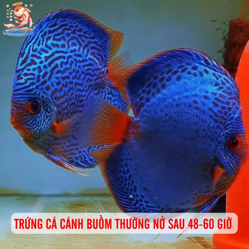 Cá Cánh Buồm Sinh Sản - Kinh Nghiệm Hay Để Ép Sinh Ngay Tại Nhà 4 Trứng cá cánh buồm thường nở sau 48-60 giờ