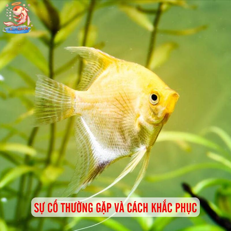 Cá Cánh Buồm Sinh Sản - Kinh Nghiệm Hay Để Ép Sinh Ngay Tại Nhà 5 Sự cố thường gặp và cách khắc phục