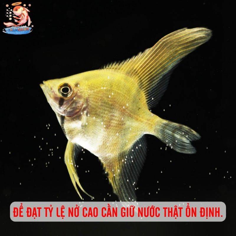 Cá Cánh Buồm Sinh Sản - Kinh Nghiệm Hay Để Ép Sinh Ngay Tại Nhà 6 Để đạt tỷ lệ nở cao cần giữ nước thật ổn định.