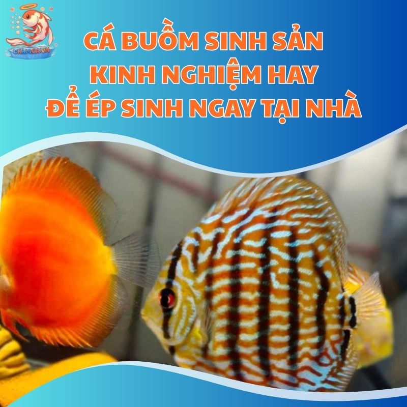 Cá Cánh Buồm Sinh Sản - Kinh Nghiệm Hay Để Ép Sinh Ngay Tại Nhà