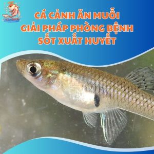 Cá Cảnh Ăn Muỗi - Giải Pháp Phòng Bệnh Sốt Xuất Huyết