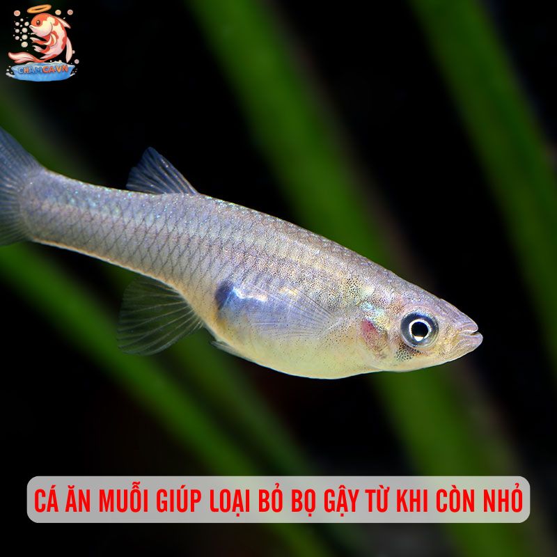 Cá Cảnh Ăn Muỗi - Giải Pháp Phòng Bệnh Sốt Xuất Huyết 1 Cá ăn muỗi giúp loại bỏ bọ gậy từ khi còn nhỏ
