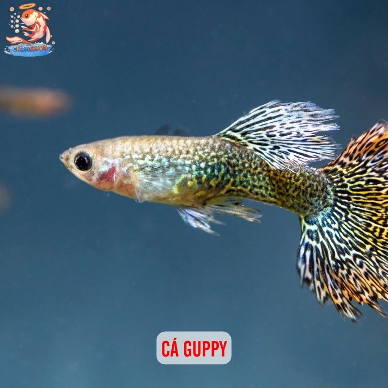 Cá Cảnh Ăn Muỗi - Giải Pháp Phòng Bệnh Sốt Xuất Huyết 2 Cá Guppy