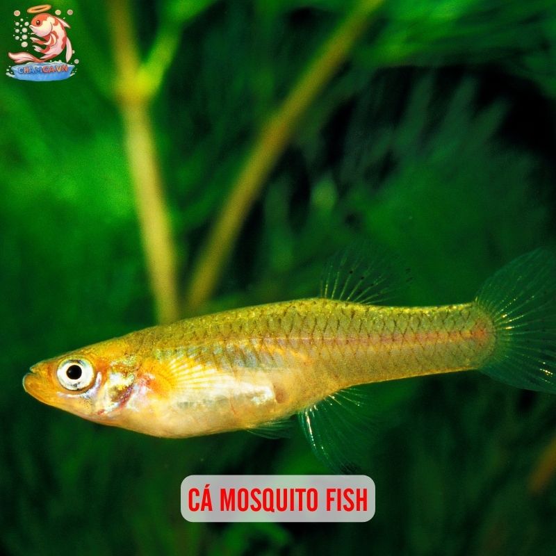 Cá Cảnh Ăn Muỗi - Giải Pháp Phòng Bệnh Sốt Xuất Huyết 3 Cá Mosquito Fish