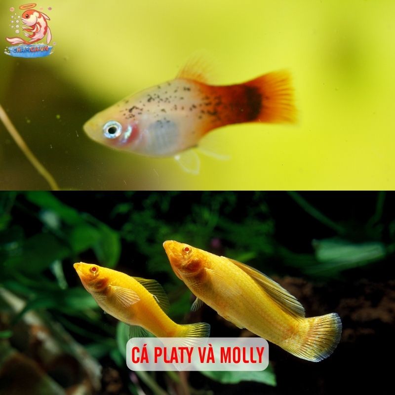 Cá Cảnh Ăn Muỗi - Giải Pháp Phòng Bệnh Sốt Xuất Huyết 4 Cá Platy và Molly