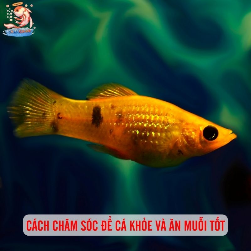 Cá Cảnh Ăn Muỗi - Giải Pháp Phòng Bệnh Sốt Xuất Huyết 5 Cách chăm sóc để cá khỏe và ăn muỗi tốt