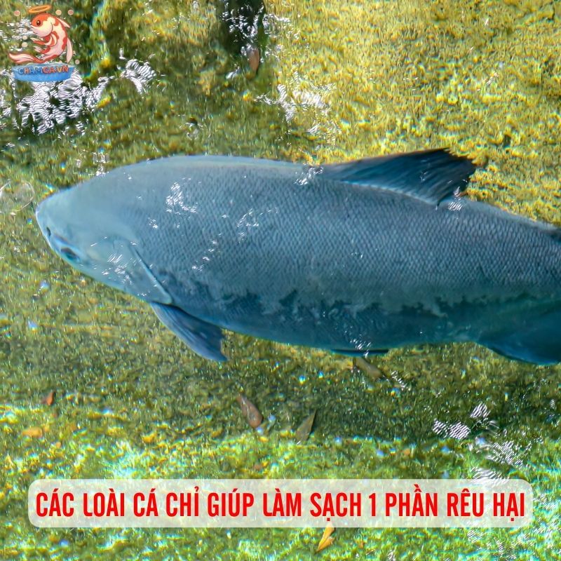 Cá Cảnh Ăn Rêu Hại - Giải Pháp Tự Nhiên Giữ Hồ Sạch Đẹp 1 Các loài cá chỉ giúp làm sạch 1 phần rêu hại