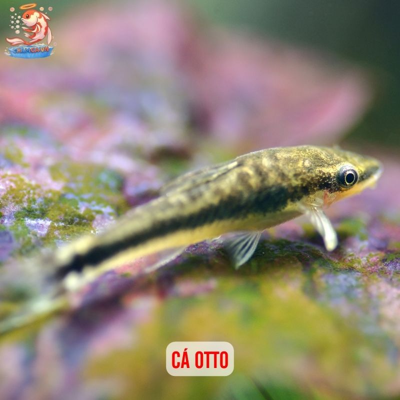 Cá Cảnh Ăn Rêu Hại - Giải Pháp Tự Nhiên Giữ Hồ Sạch Đẹp 2 Cá Otto