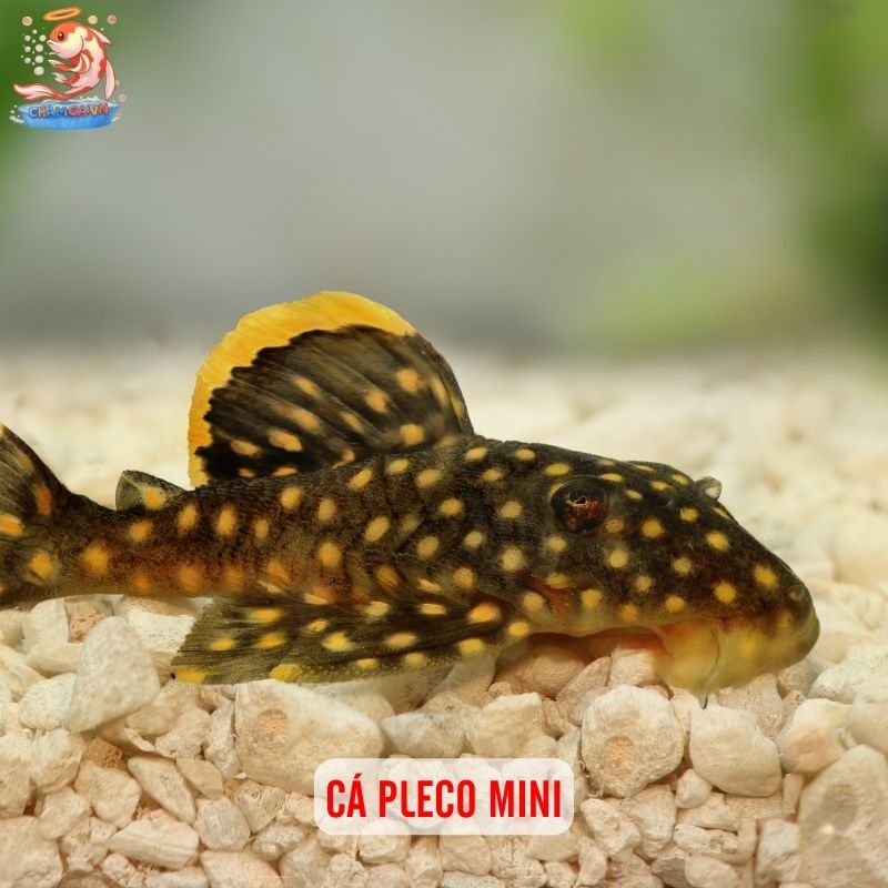 Cá Cảnh Ăn Rêu Hại - Giải Pháp Tự Nhiên Giữ Hồ Sạch Đẹp 3 Cá Pleco mini