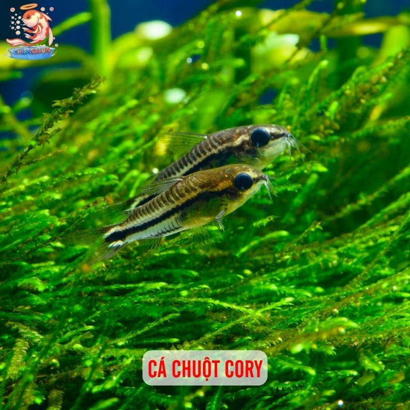Cá Cảnh Ăn Rêu Hại - Giải Pháp Tự Nhiên Giữ Hồ Sạch Đẹp 4 Cá Chuột Cory