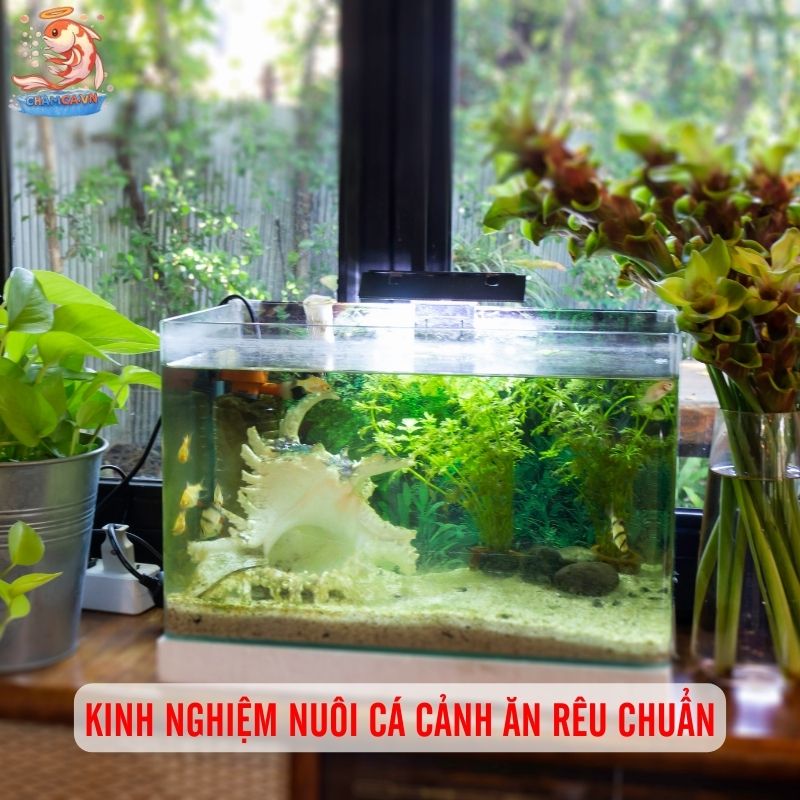 Cá Cảnh Ăn Rêu Hại - Giải Pháp Tự Nhiên Giữ Hồ Sạch Đẹp 5 Kinh nghiệm nuôi cá cảnh ăn rêu chuẩn