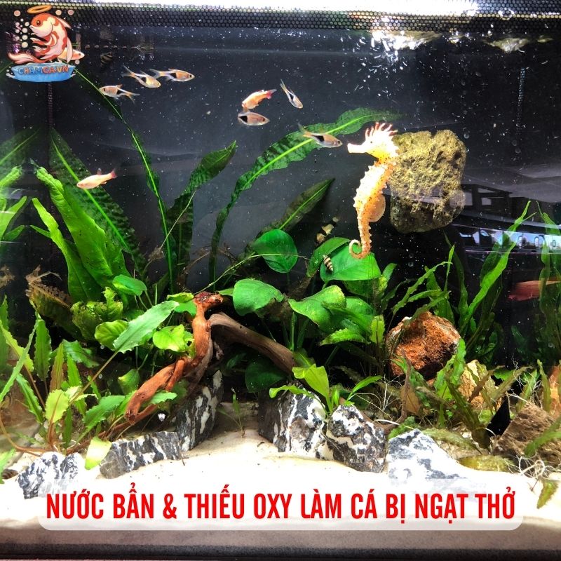 Cá Cảnh Bị Ngạt Thở Phải Xử Lý Thế Nào Cho Tốt Nhất? 1 Nước bẩn & thiếu oxy làm cá bị ngạt thở