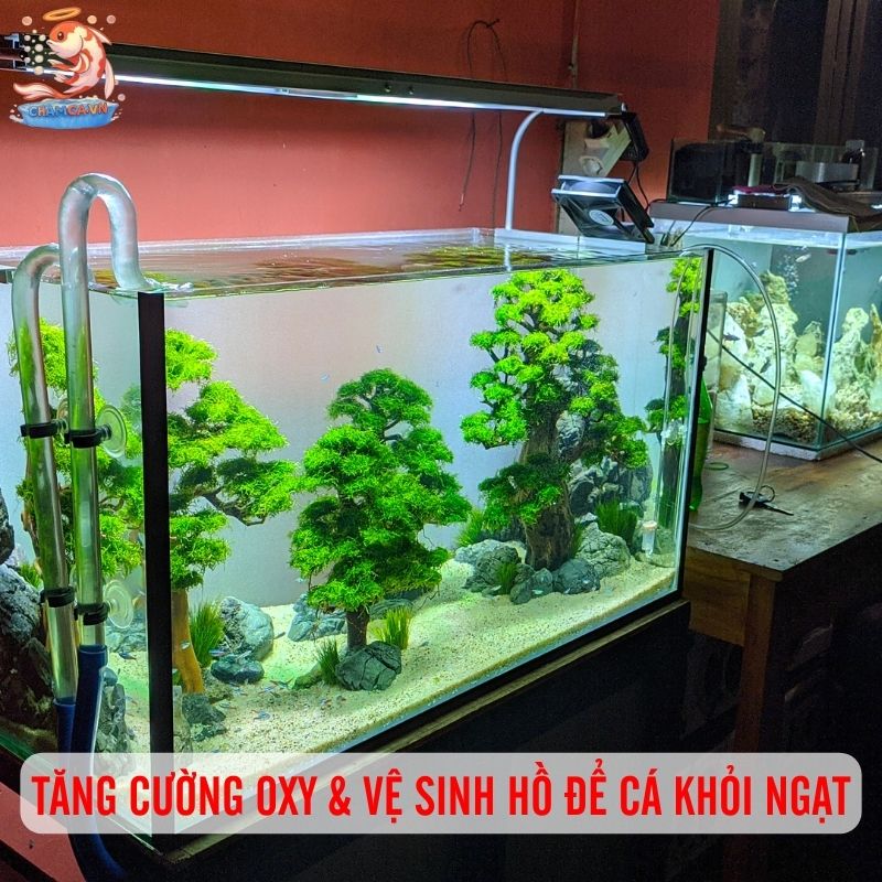 Cá Cảnh Bị Ngạt Thở Phải Xử Lý Thế Nào Cho Tốt Nhất? 2 Cần tăng cường oxy & vệ sinh hồ để cá khỏi ngạt