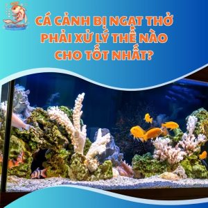 Cá Cảnh Bị Ngạt Thở Phải Xử Lý Thế Nào Cho Tốt Nhất?
