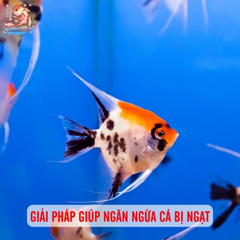 Cá Cảnh Bị Ngạt Thở Phải Xử Lý Thế Nào Cho Tốt Nhất? 3 Giải pháp giúp ngăn ngừa cá bị ngạt