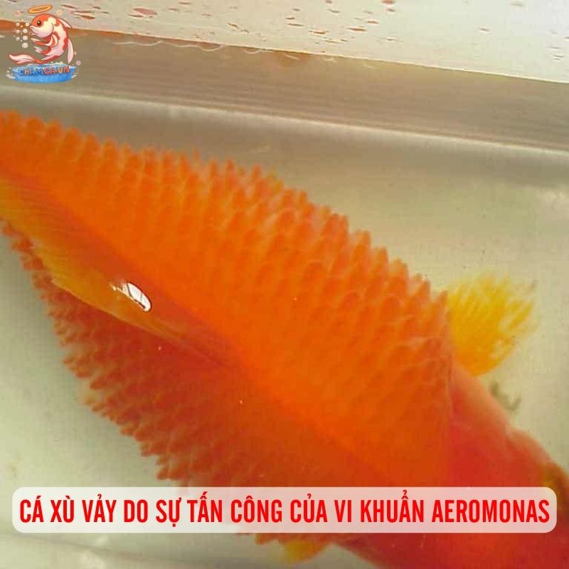 Cá Cảnh Bị Xù Vảy - Nguyên Nhân & 5 Bước Cấp Cứu Hiệu Quả 1 Cá xù vảy do sự tấn công của vi khuẩn Aeromonas