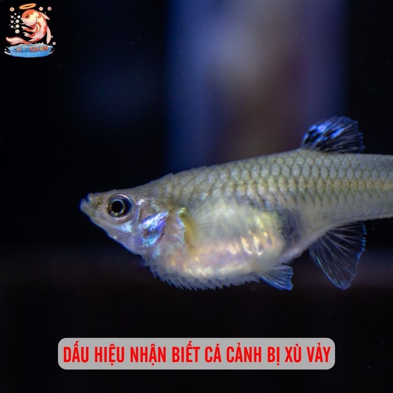 Cá Cảnh Bị Xù Vảy - Nguyên Nhân & 5 Bước Cấp Cứu Hiệu Quả 2 Dấu hiệu nhận biết cá cảnh bị xù vảy