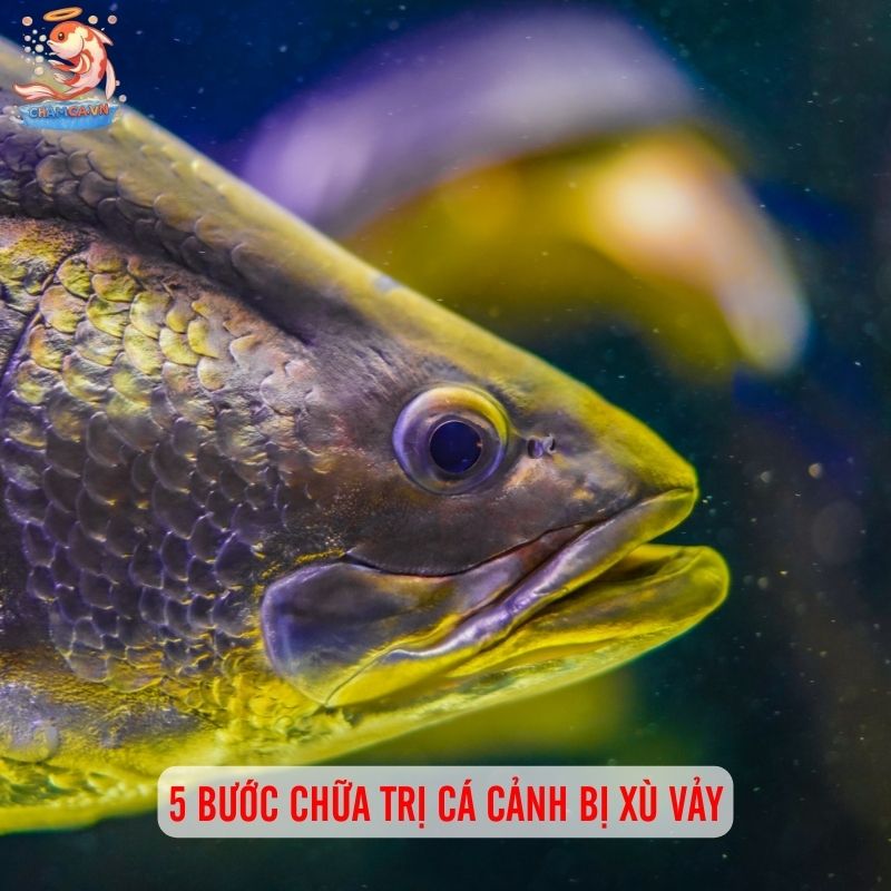 Cá Cảnh Bị Xù Vảy - Nguyên Nhân & 5 Bước Cấp Cứu Hiệu Quả 3 5 bước chữa trị cá cảnh bị xù vảy