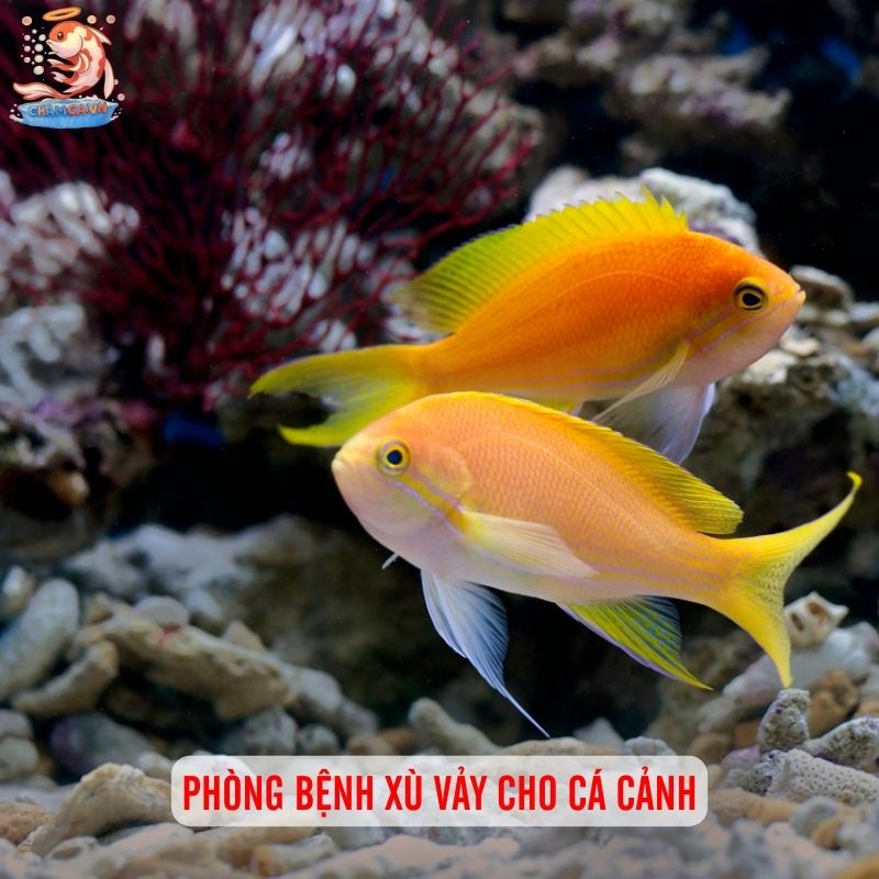Cá Cảnh Bị Xù Vảy - Nguyên Nhân & 5 Bước Cấp Cứu Hiệu Quả 4 Phòng bệnh xù vảy cho cá cảnh