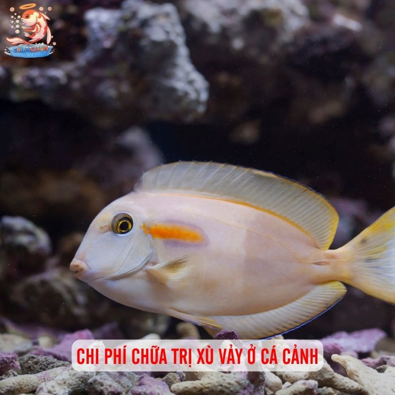 Cá Cảnh Bị Xù Vảy - Nguyên Nhân & 5 Bước Cấp Cứu Hiệu Quả 6 Chi phí chữa trị xù vảy ở cá cảnh