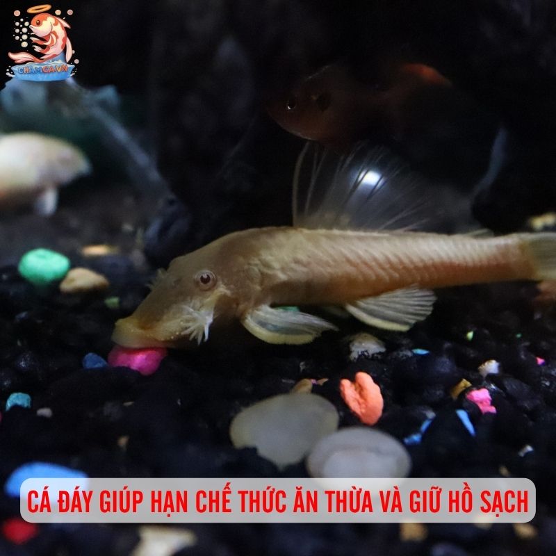 Cá Cảnh Bơi Tầng Đáy Đẹp - Những Lựa Chọn Hoàn Hảo Nhất 1 Cá đáy giúp hạn chế thức ăn thừa và giữ hồ sạch