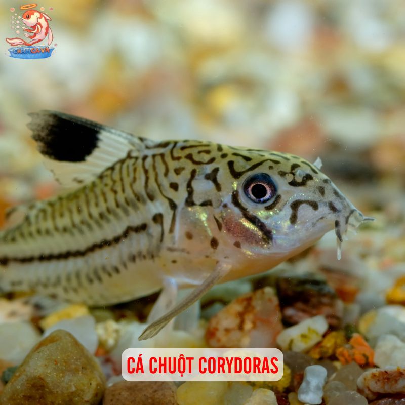 Cá Cảnh Bơi Tầng Đáy Đẹp - Những Lựa Chọn Hoàn Hảo Nhất 2 Cá chuột Corydoras