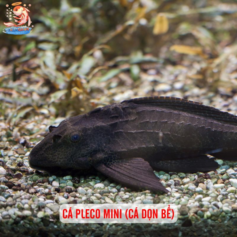 Cá Cảnh Bơi Tầng Đáy Đẹp - Những Lựa Chọn Hoàn Hảo Nhất 3 Cá pleco mini (cá dọn bể)