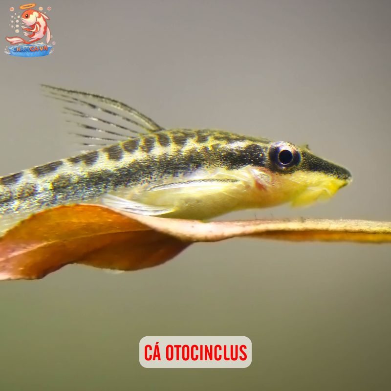Cá Cảnh Bơi Tầng Đáy Đẹp - Những Lựa Chọn Hoàn Hảo Nhất 4 Cá otocinclus