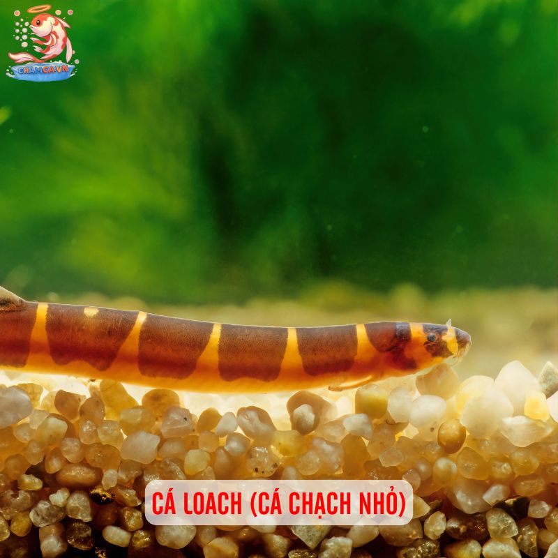 Cá Cảnh Bơi Tầng Đáy Đẹp - Những Lựa Chọn Hoàn Hảo Nhất 5 Cá loach (cá chạch nhỏ)