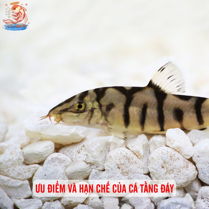 Cá Cảnh Bơi Tầng Đáy Đẹp - Những Lựa Chọn Hoàn Hảo Nhất 6 Ưu điểm và hạn chế của cá tầng đáy