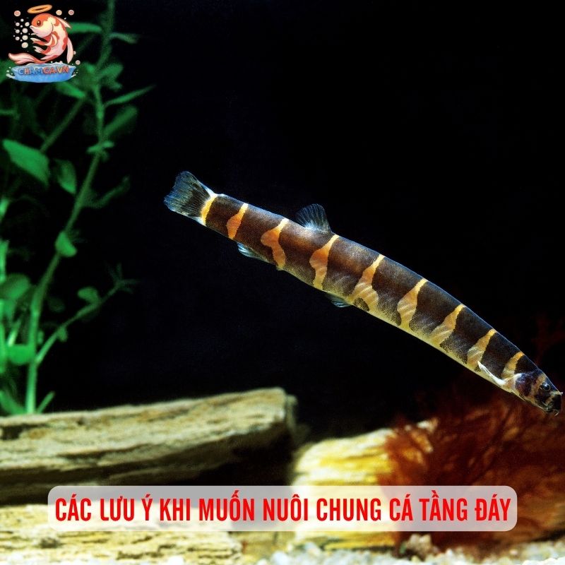 Cá Cảnh Bơi Tầng Đáy Đẹp - Những Lựa Chọn Hoàn Hảo Nhất 7 Cách chăm sóc cá cảnh bơi tầng đáy