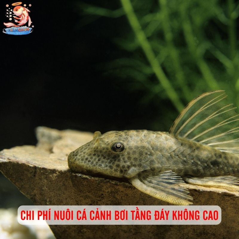 Cá Cảnh Bơi Tầng Đáy Đẹp - Những Lựa Chọn Hoàn Hảo Nhất 9 Chi phí nuôi cá cảnh bơi tầng đáy không cao
