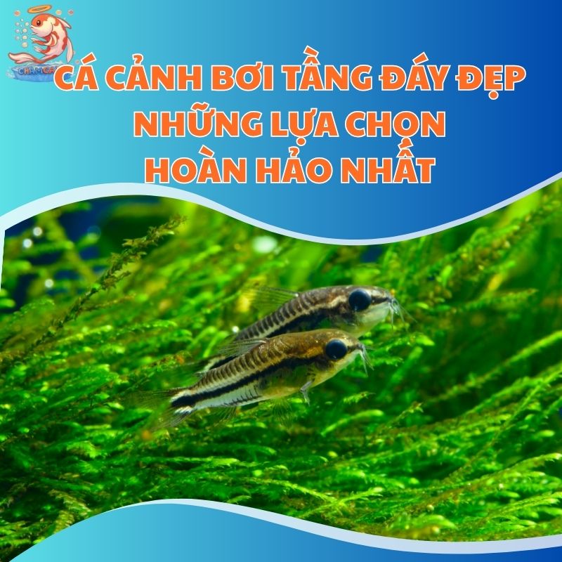 Cá Cảnh Bơi Tầng Đáy Đẹp - Những Lựa Chọn Hoàn Hảo Nhất