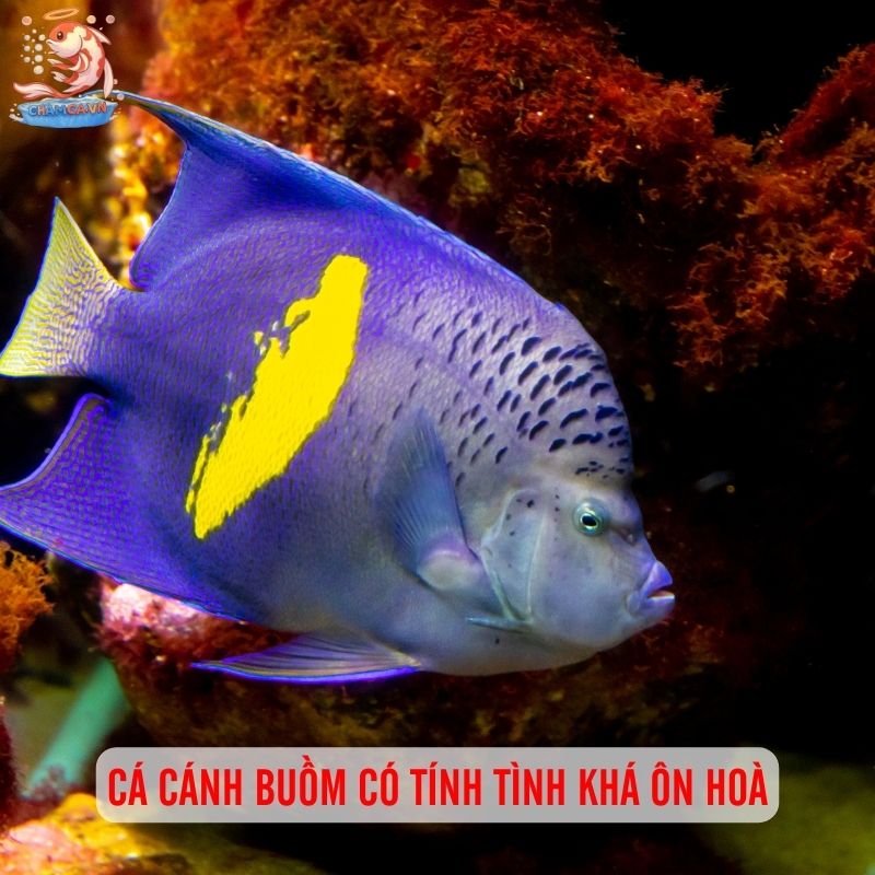 Cá Cánh Buồm Nuôi Chung Với Cá Nào Hợp Tính Nhất? 1 Cá cánh buồm có tính tình khá ôn hoà