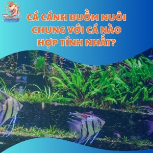 Cá Cánh Buồm Nuôi Chung Với Cá Nào Hợp Tính Nhất?