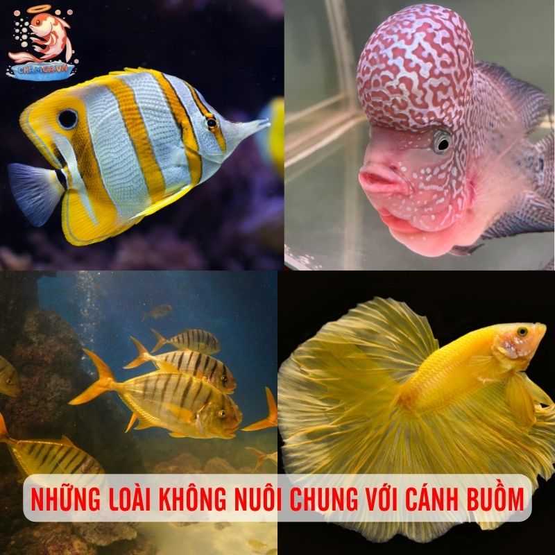 Cá Cánh Buồm Nuôi Chung Với Cá Nào Hợp Tính Nhất? 5 Những loài cá không nên nuôi chung với cánh buồm