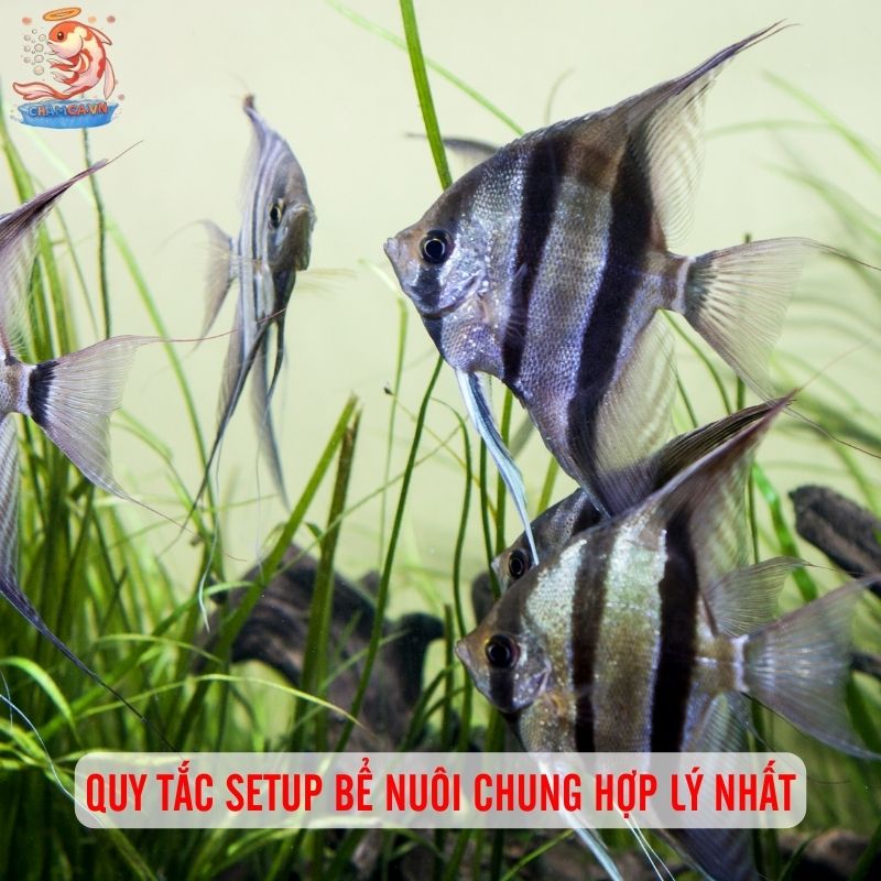 Cá Cánh Buồm Nuôi Chung Với Cá Nào Hợp Tính Nhất? 6 Quy tắc setup bể nuôi chung hợp lý nhất