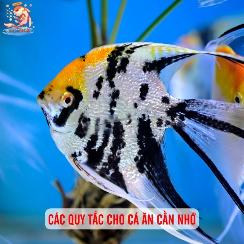 Cá Cánh Buồm Nuôi Chung Với Cá Nào Hợp Tính Nhất? 7 Các quy tắc cho cá ăn cần nhớ