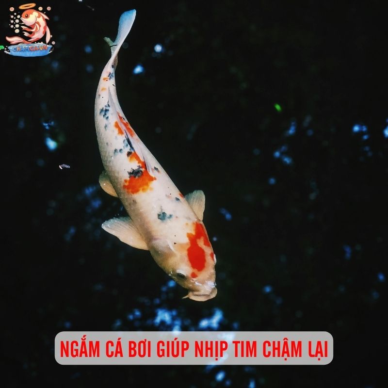 Nuôi Cá Cảnh - Liệu Pháp Tinh Thần Rẻ Tiền Ngay Tại Nhà 1 Ngắm cá bơi giúp nhịp tim chậm lại